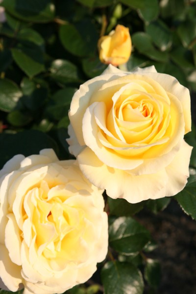 Avec Amour Hybrid Tea Garden Roses Pococks Roses The Cornish Rose Company 